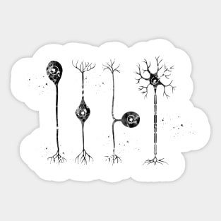 Four types of neurons Sticker